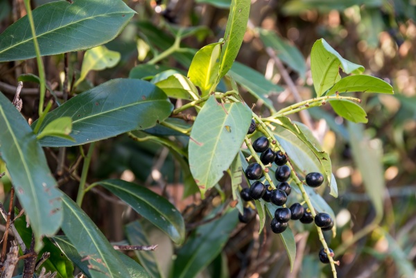 cherry laurel berries