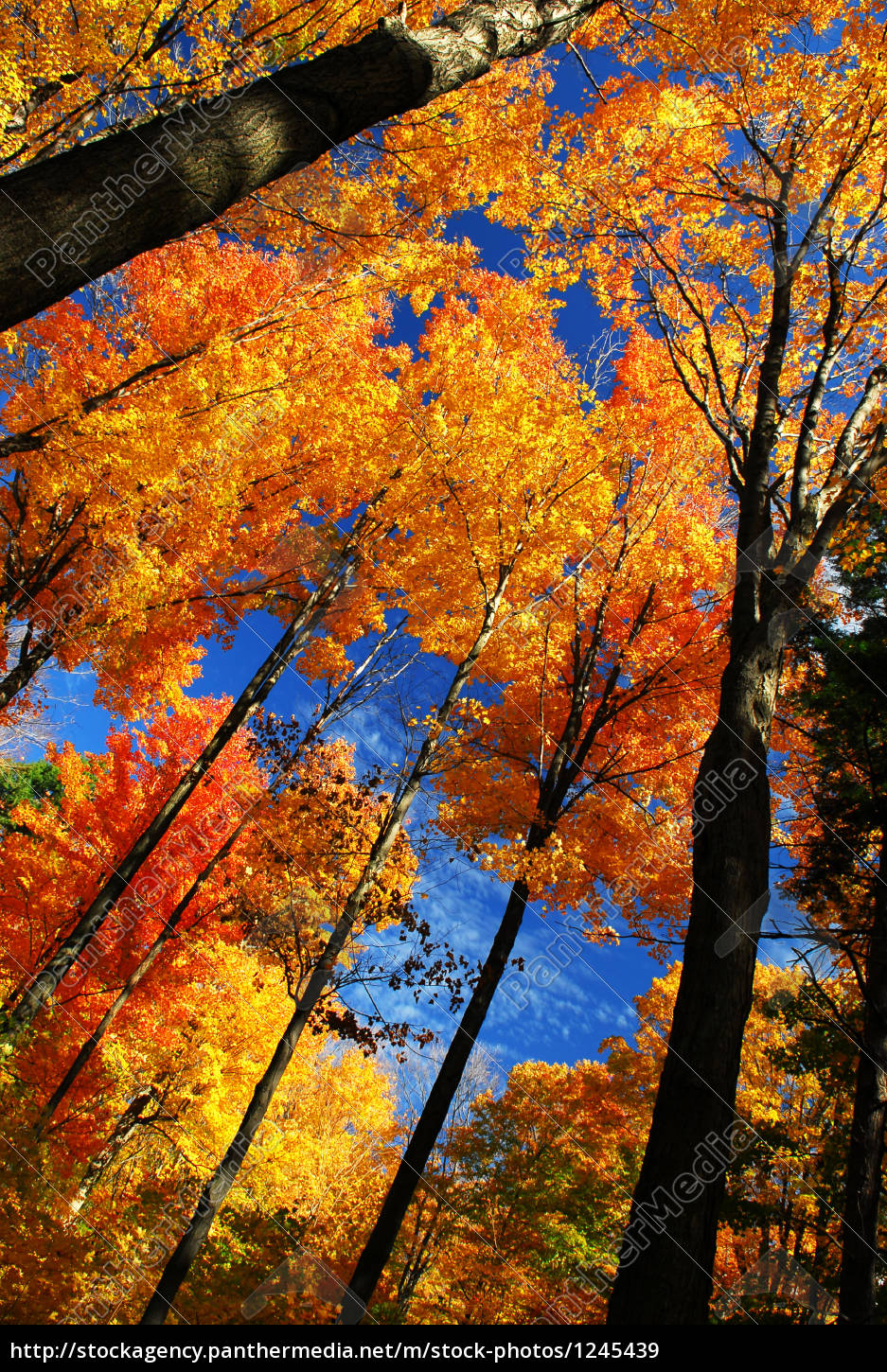 Autumn forest - Stock Photo - #1245439 | PantherMedia Stock Agency