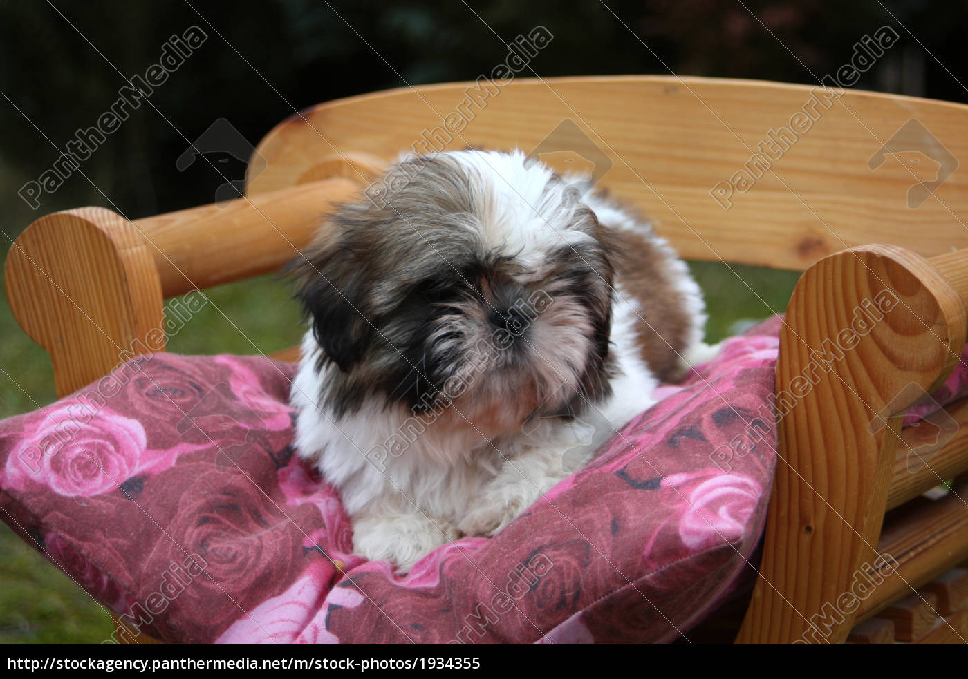 shih tzu puppies for free