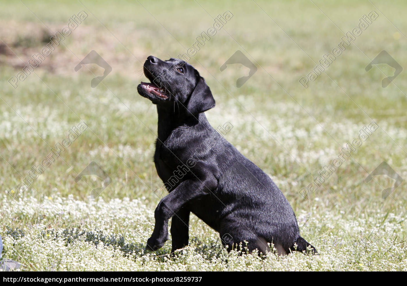 black labrador retriever puppies